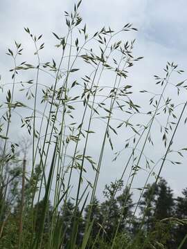 Plancia ëd Festuca altaica Trin.