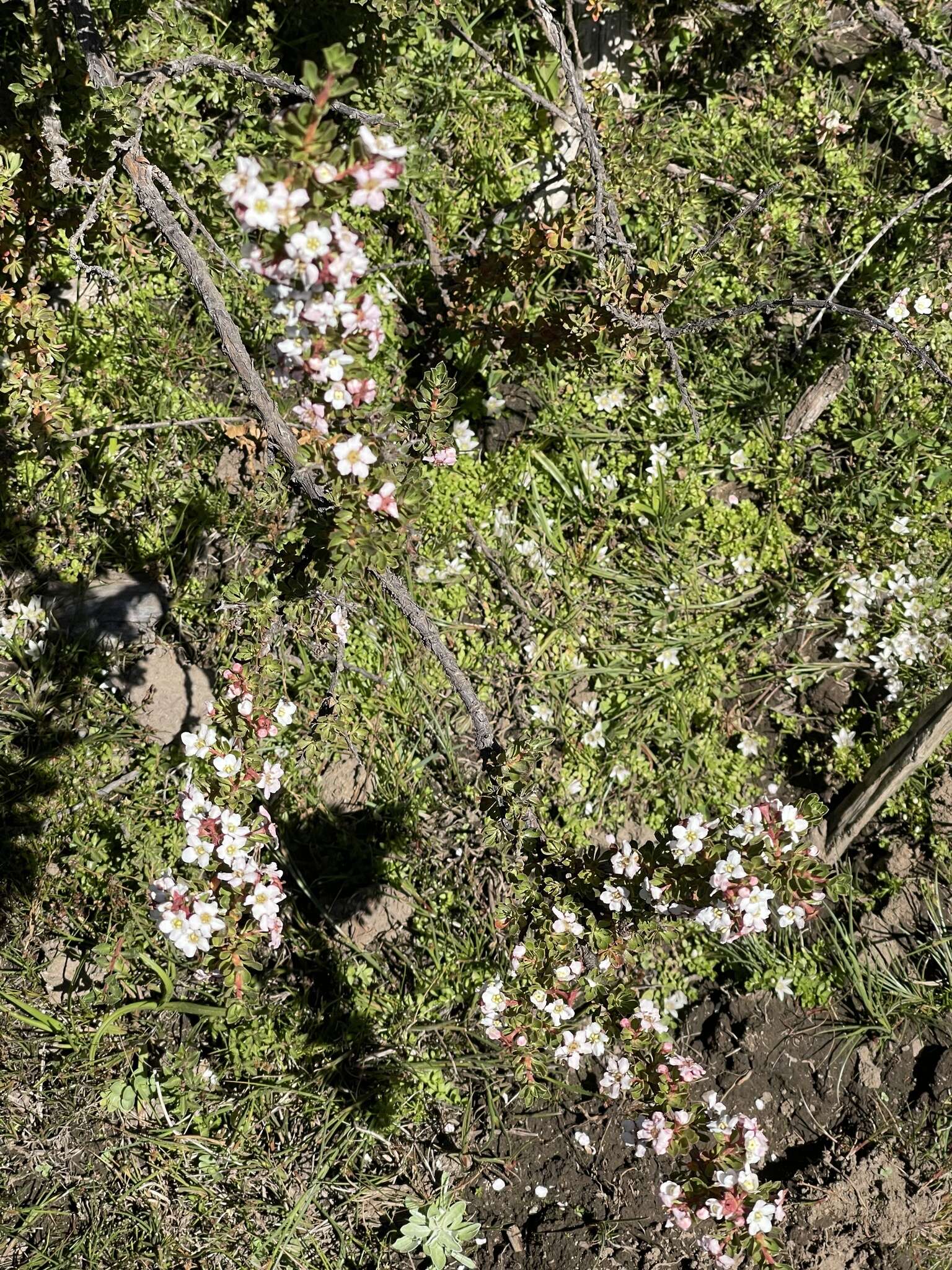 Escallonia virgata (Ruiz & Pavón) Pers. resmi