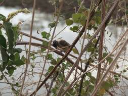 Image of Ochraceous Piculet