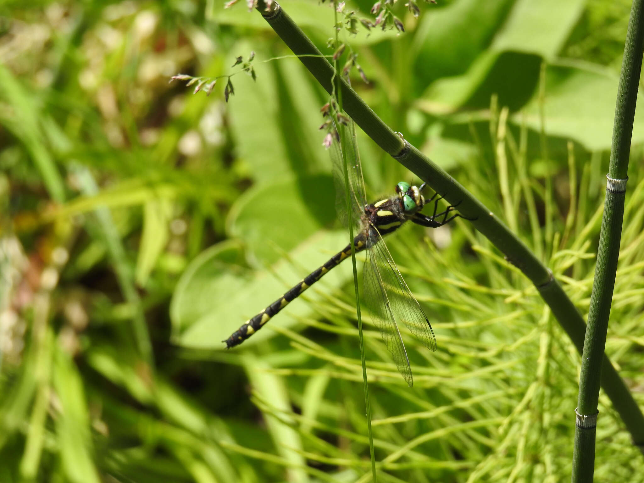 Image of Delta-spotted Spiketail