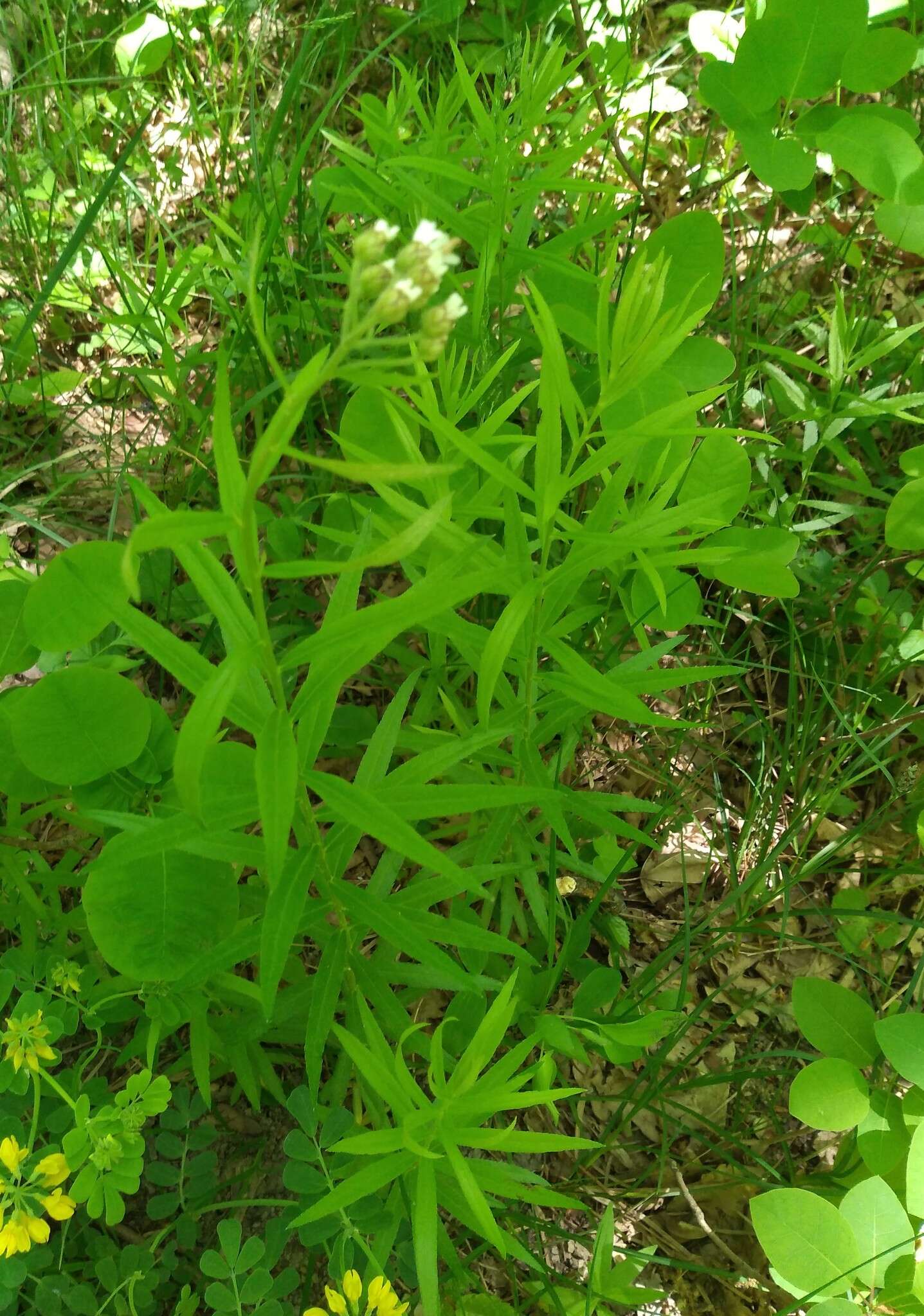 Image of Achillea biserrata M. Bieb.