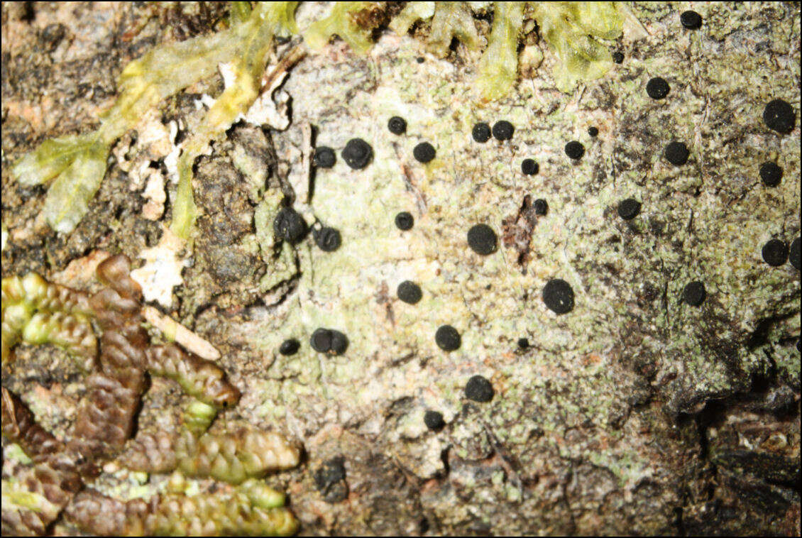 Image of megalaria lichen