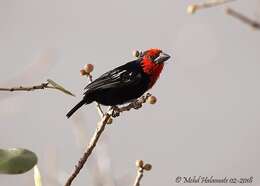 Image of Black-billed Barbet