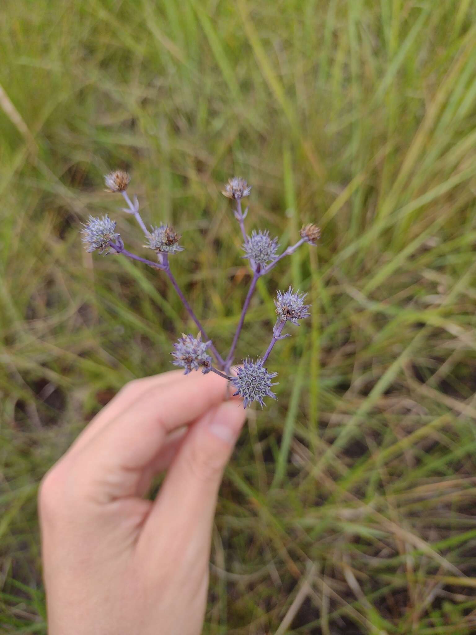 Eryngium junceum Cham. & Schltdl. resmi