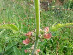 Scrophularia grandiflora DC. resmi