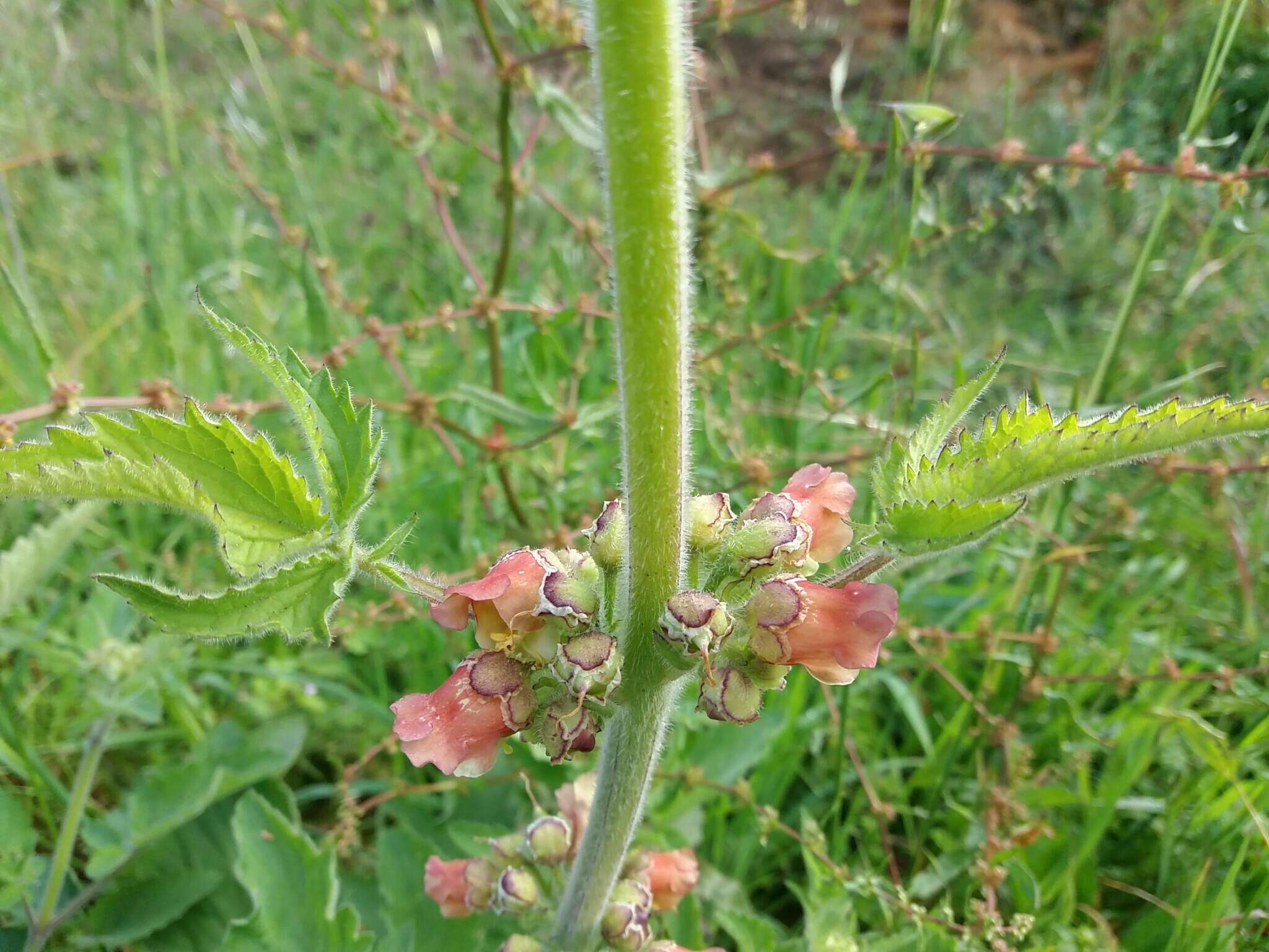 Image of Scrophularia grandiflora DC.