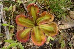 Image of Drosera erythrorhiza subsp. squamosa (Benth.) N. Marchant & Lowrie