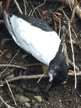 Image of Brünnich's Guillemot