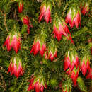 Sivun Darwinia oxylepis (Turcz.) N. Marchant & Keighery kuva