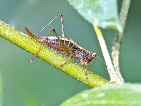 Слика од Conocephalus (Conocephalus) nemoralis (Scudder & S. H. 1875)