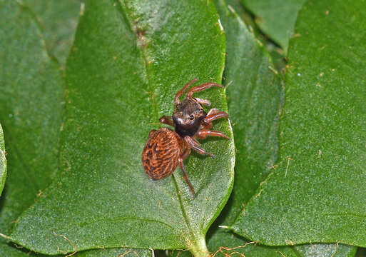 Image of Chinattus parvulus (Banks 1895)