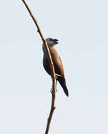 Image of Grey-headed Mannikin