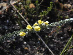 Image of <i>Aspalathus caledonensis</i>