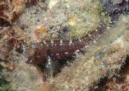 Image of Seaweed Blenny