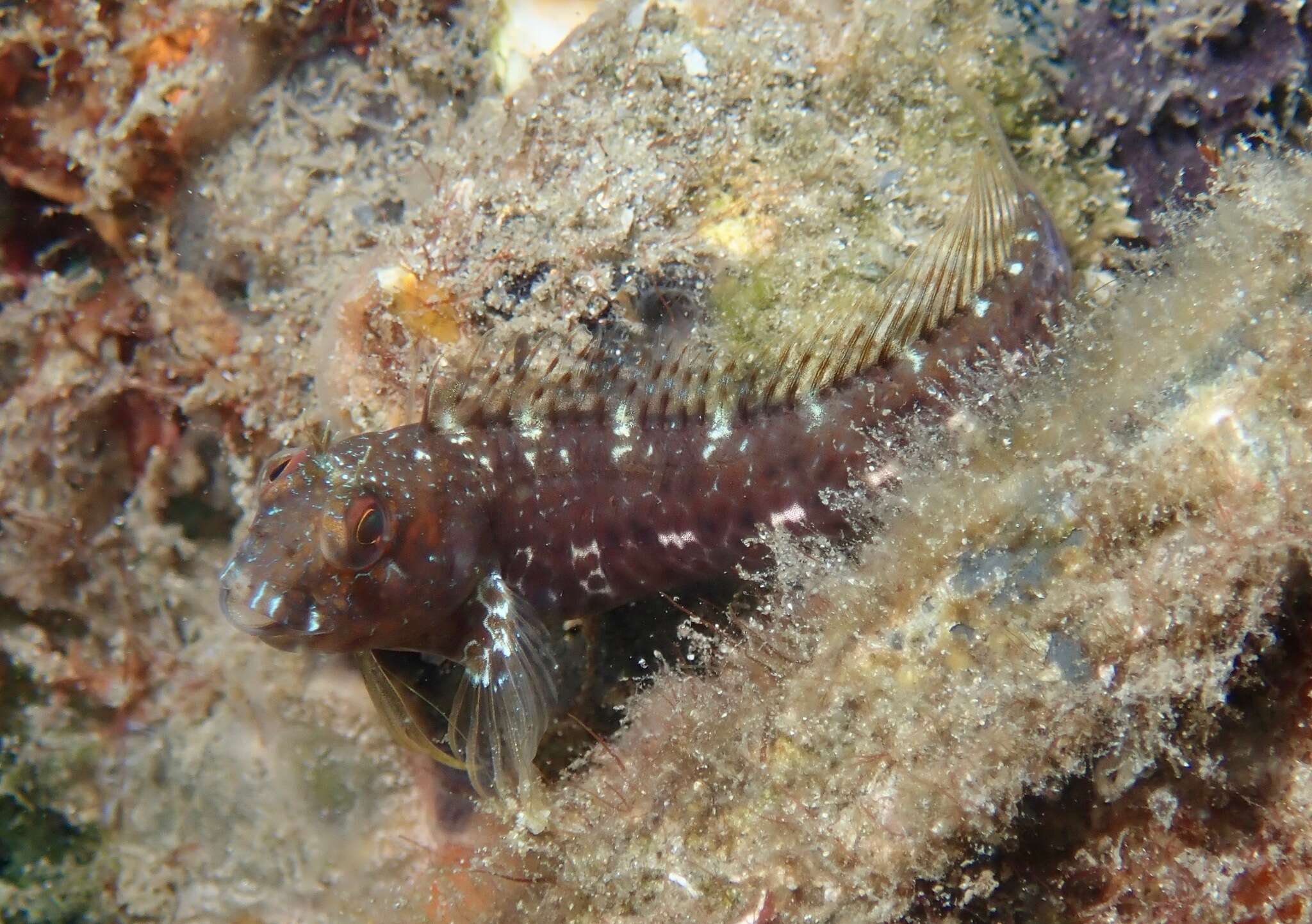 Image of Seaweed Blenny