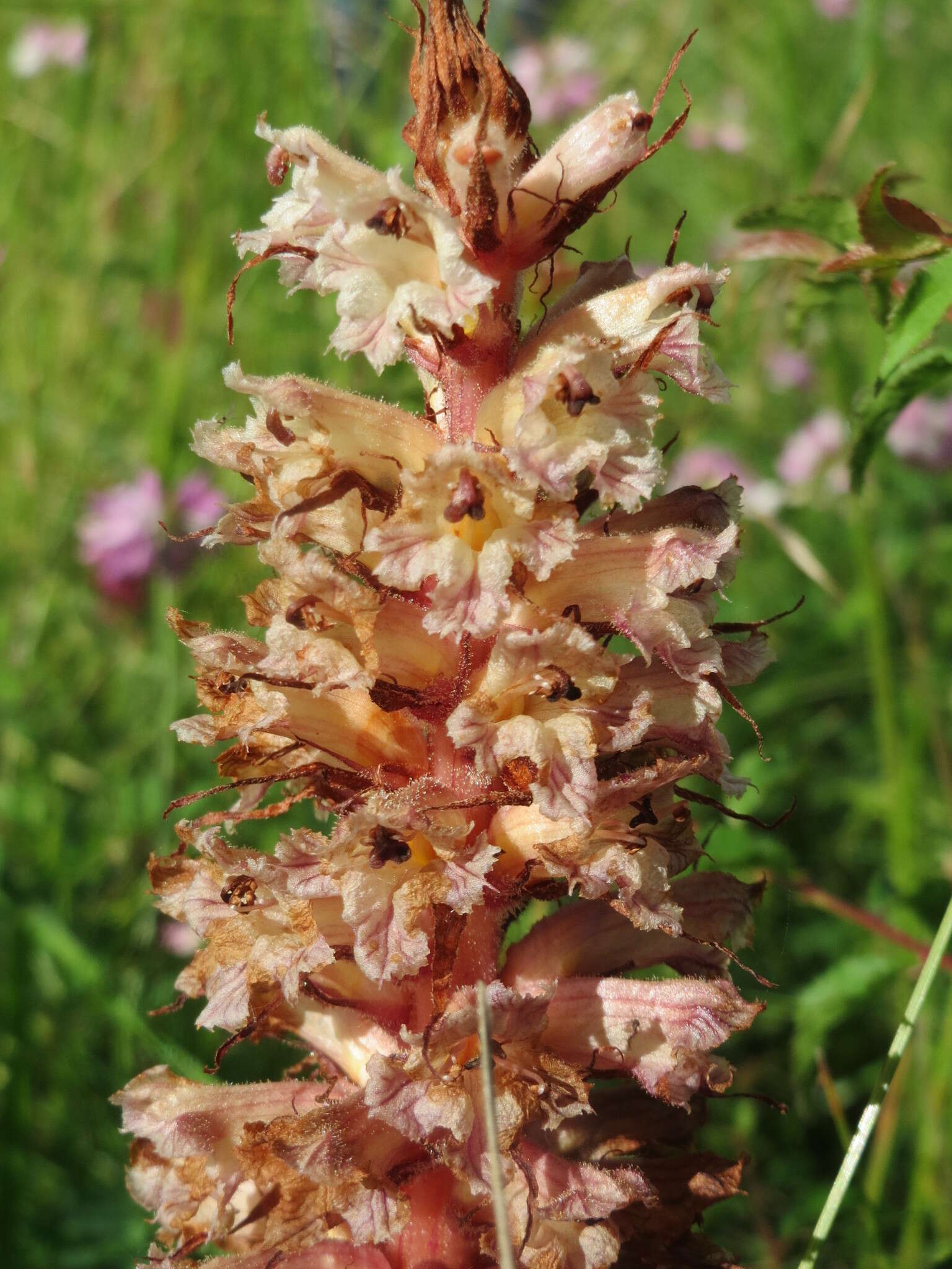 Image of Orobanche amethystea Thuill.