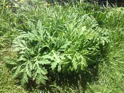 Image of Mantegazzi's Cow-Parsnip