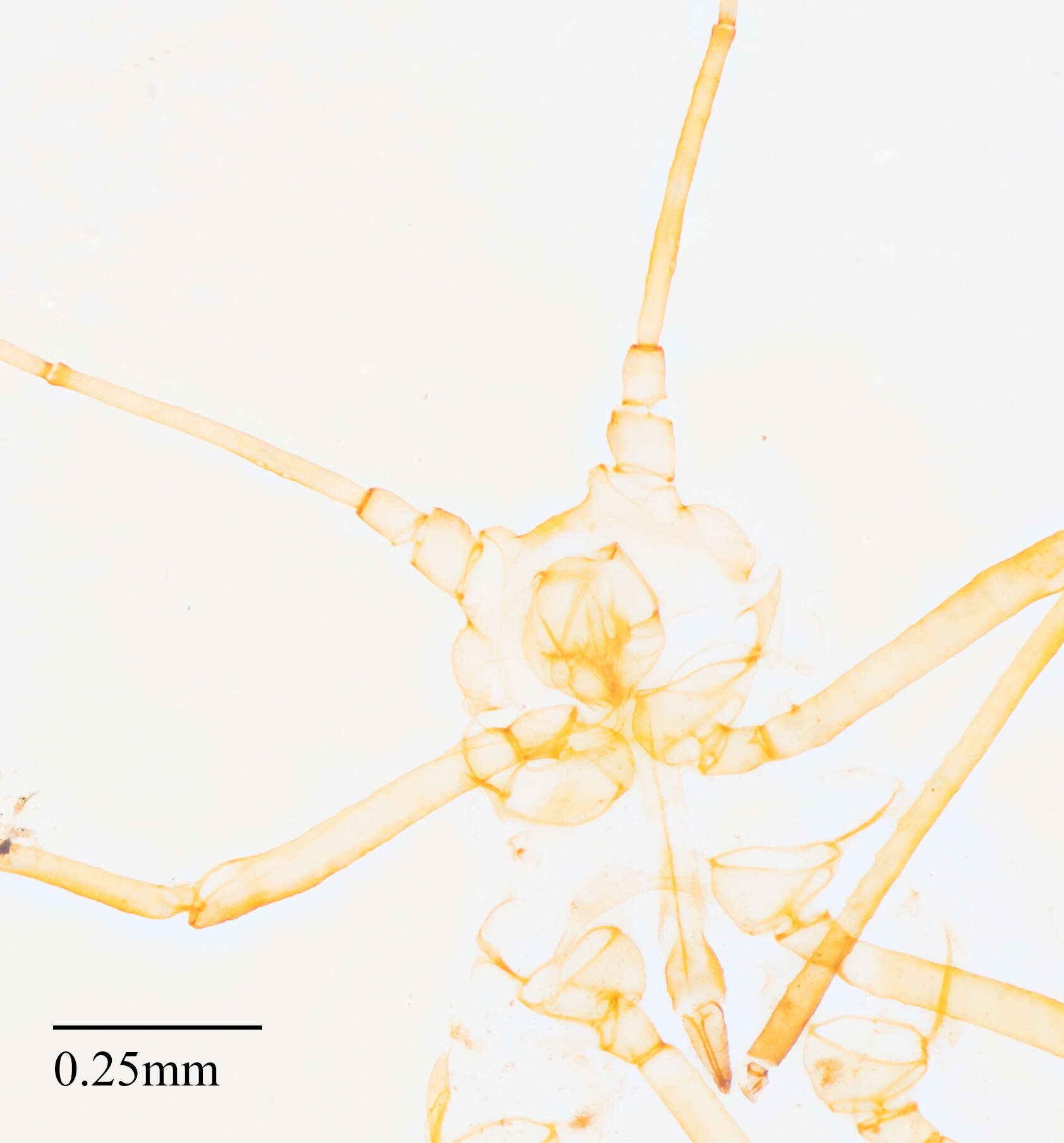 Plancia ëd Acyrthosiphon (Acyrthosiphon) lactucae (Passerini 1860)