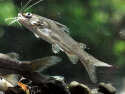 Image of Catfish