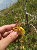 Image of Verbascum spectabile Bieb.