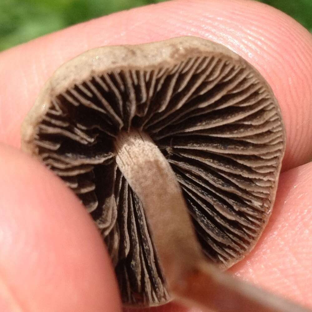 Image of Panaeolus cinctulus (Bolton) Sacc. 1887