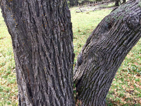 Image of Gambel Oak