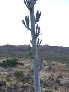 Image de Agave gracilipes Trel.