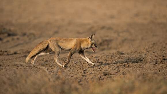 Image of white-footed fox