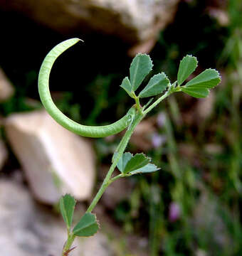 Image de Trigonella spinosa L.