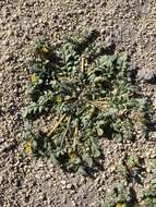 Image of Playa Yellow Scorpion-Weed