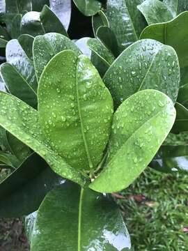 Image de Abricotier des Antilles