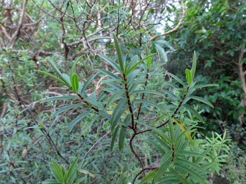 Image of Veronica strictissima (Kirk) Garn.-Jones