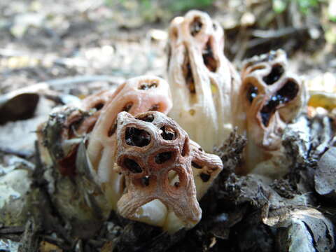 Image of Clathrus transvaalensis Eicker & D. A. Reid 1990