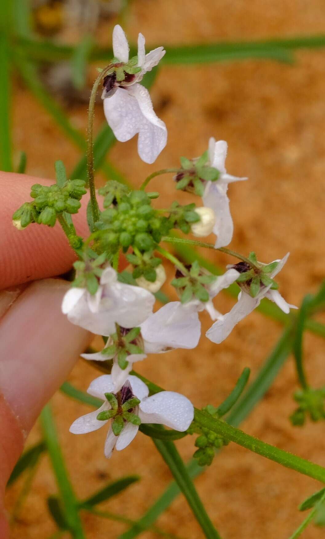 Image of Nemesia saccata E. Mey. ex Benth.