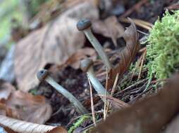 Image of Tolypocladium rouxii (Cand.) Quandt, Kepler & Spatafora 2014