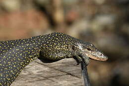 Image of Varanus rainerguentheri Ziegler, Böhme & Schmitz 2007