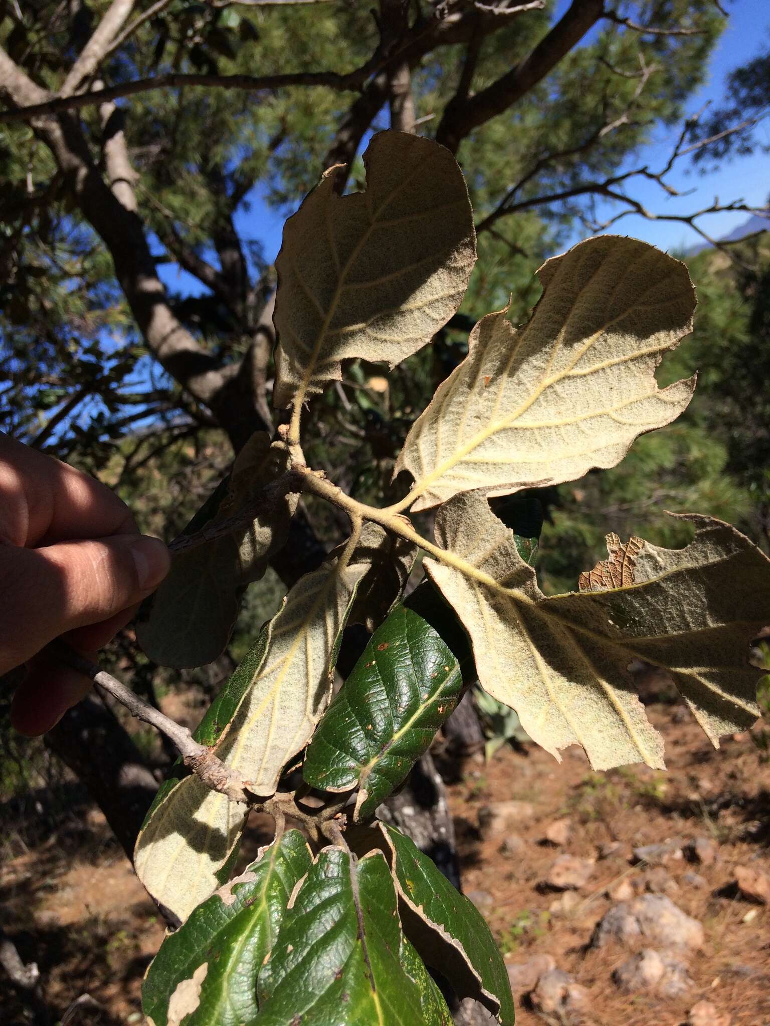 Image of Leather Leaf Mexican Oak