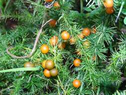 Image of Asparagus flagellaris (Kunth) Baker