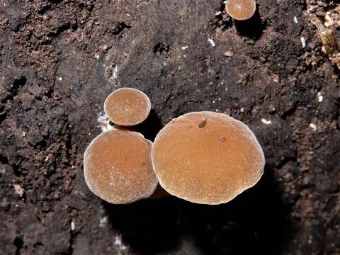 Image of <i>Simocybe largispora</i>