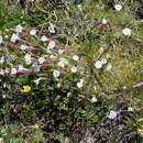 Image of Silene caryophylloides (Poir.) Otth