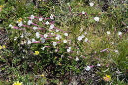 Image of Silene caryophylloides (Poir.) Otth