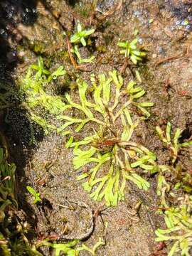 Imagem de Riccia canaliculata Hoffm.