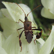 Image of western leaf-footed bug