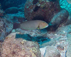 Image of Ballieu's wrasse