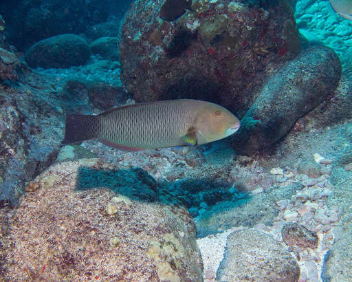 Image of Ballieu's wrasse