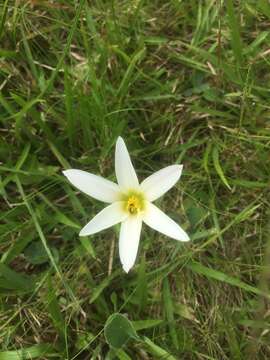 Imagem de Zephyranthes mesochloa Herb. ex Lindl.