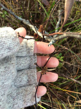 Image of Bog-myrtle