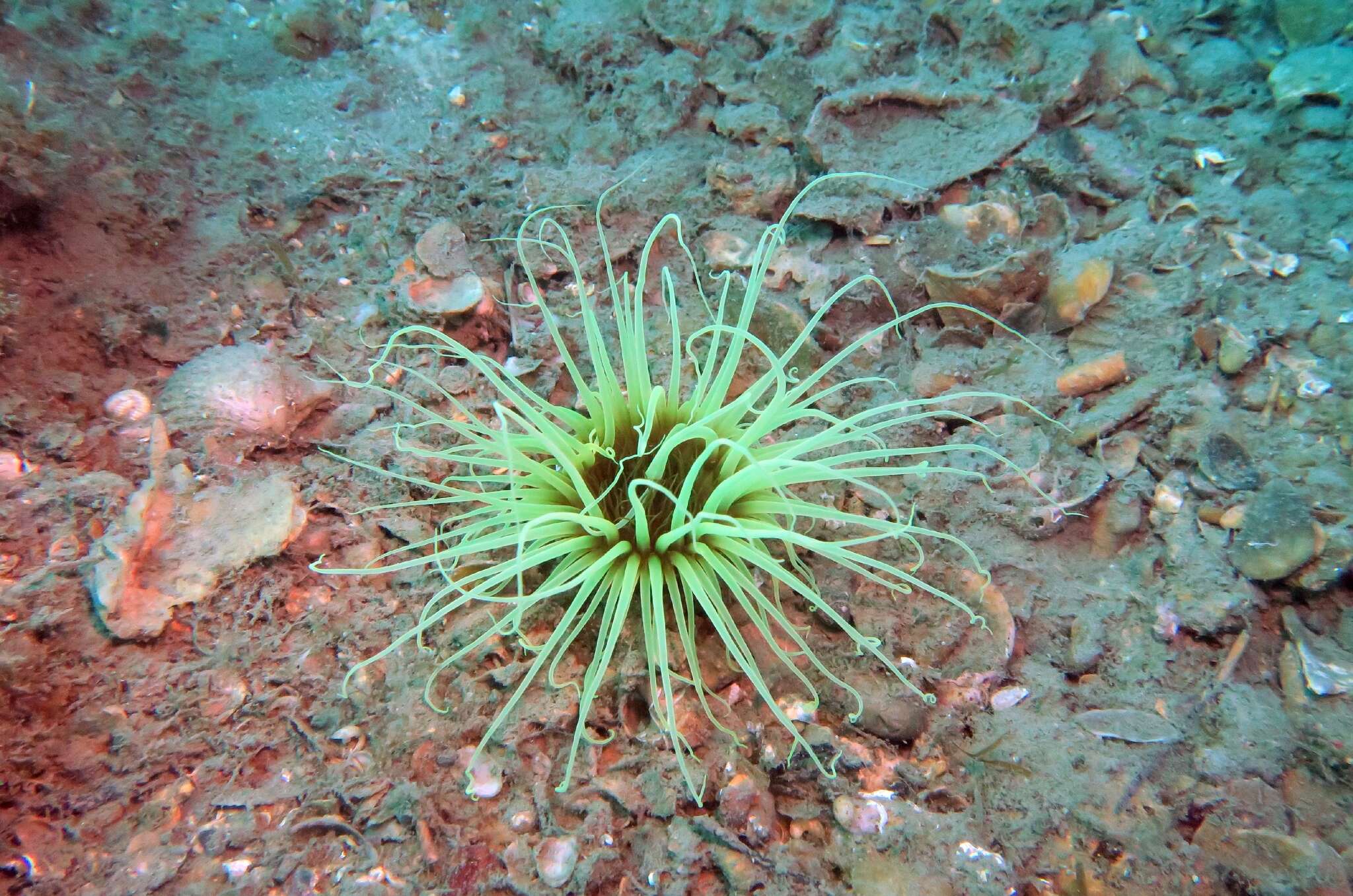 Image of Mediterranean cerianthid