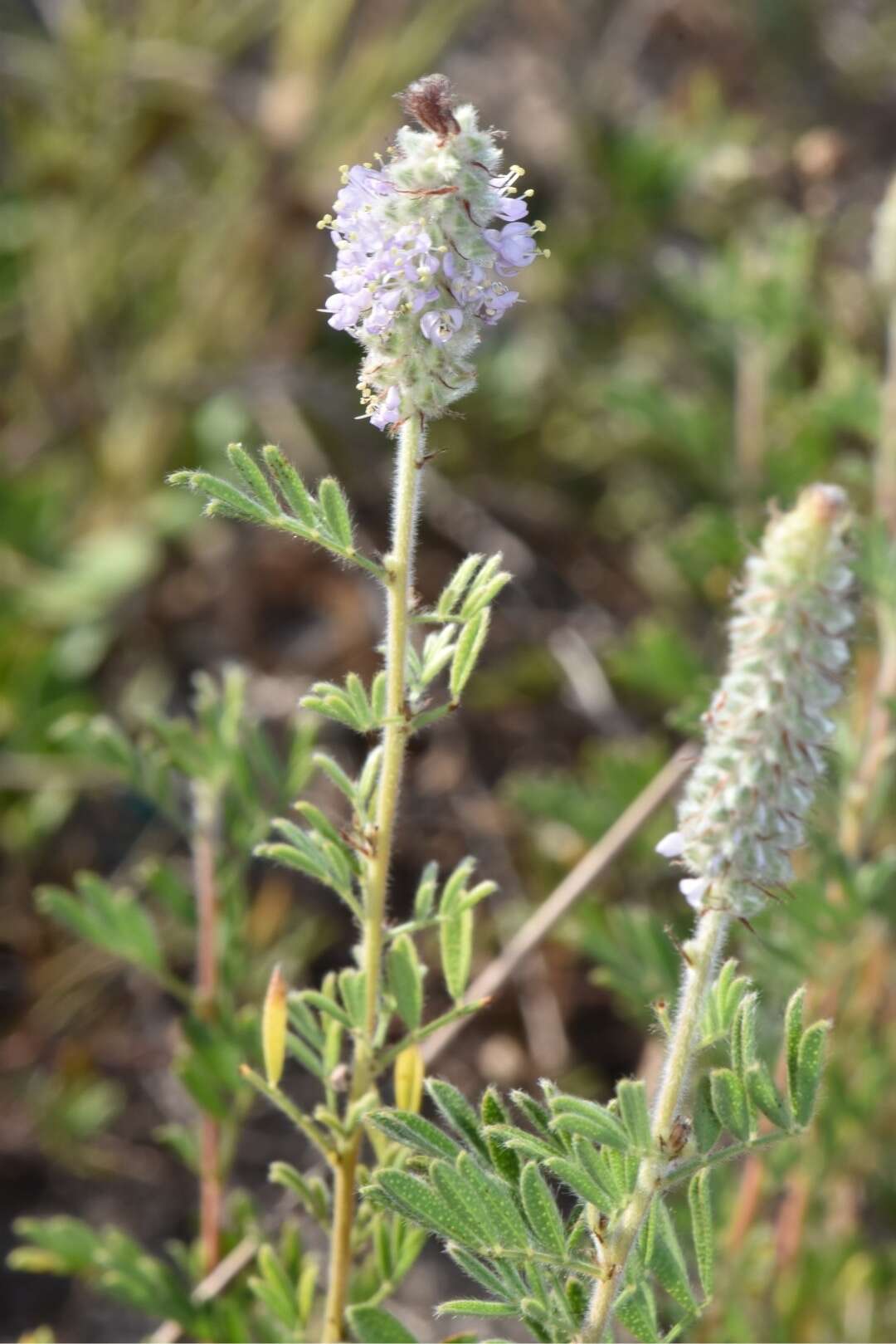 Image of silky prairie clover