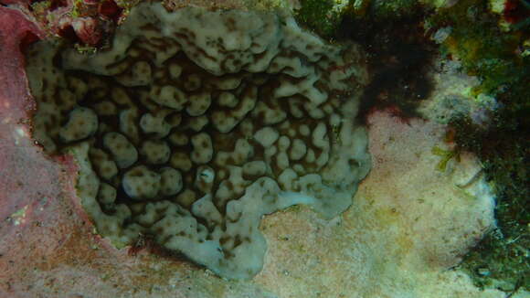 Image of hump coral